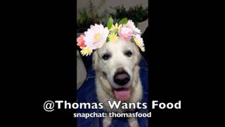 dog uses snapchat filters