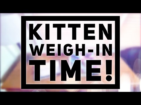 Kitten Weigh-In Time!