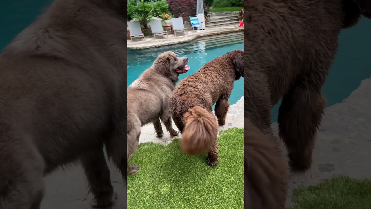 Premium Artificial Grass for Connecticut Homes