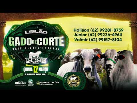 LEILÃO GADO DE CORTE FORMOSO LEILÕES - FORMOSO - GO - 12/03/2026