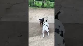 Video preview image #1 Rottweiler Puppy For Sale in Hillsboro, NH, USA