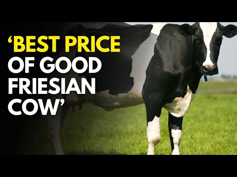 The True Cost of a Friesian Cow Is it worth it
