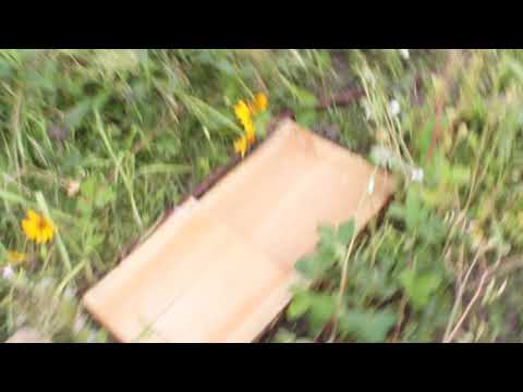 Was man im Herbst noch anbauen kann..Möhren, Grünkohl, Erbsen und Co..