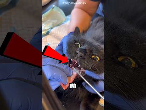 kucing ini nelan benda misterius yang bikin panik 😱