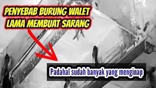 Download lagu IT TURNS OUT THAT THERE ARE 3 MAIN CAUSES WHICH WILL TAKE A LONG TIME TO MAKE A NEST FOR SWALTS mp3 Download lagu IT TURNS OUT THAT THERE ARE 3 MAIN CAUSES WHICH WILL TAKE A LONG TIME TO MAKE A NEST FOR SWALTS mp3