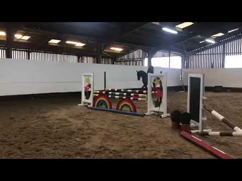 Beautiful 5yo mare Casall x Cassini!