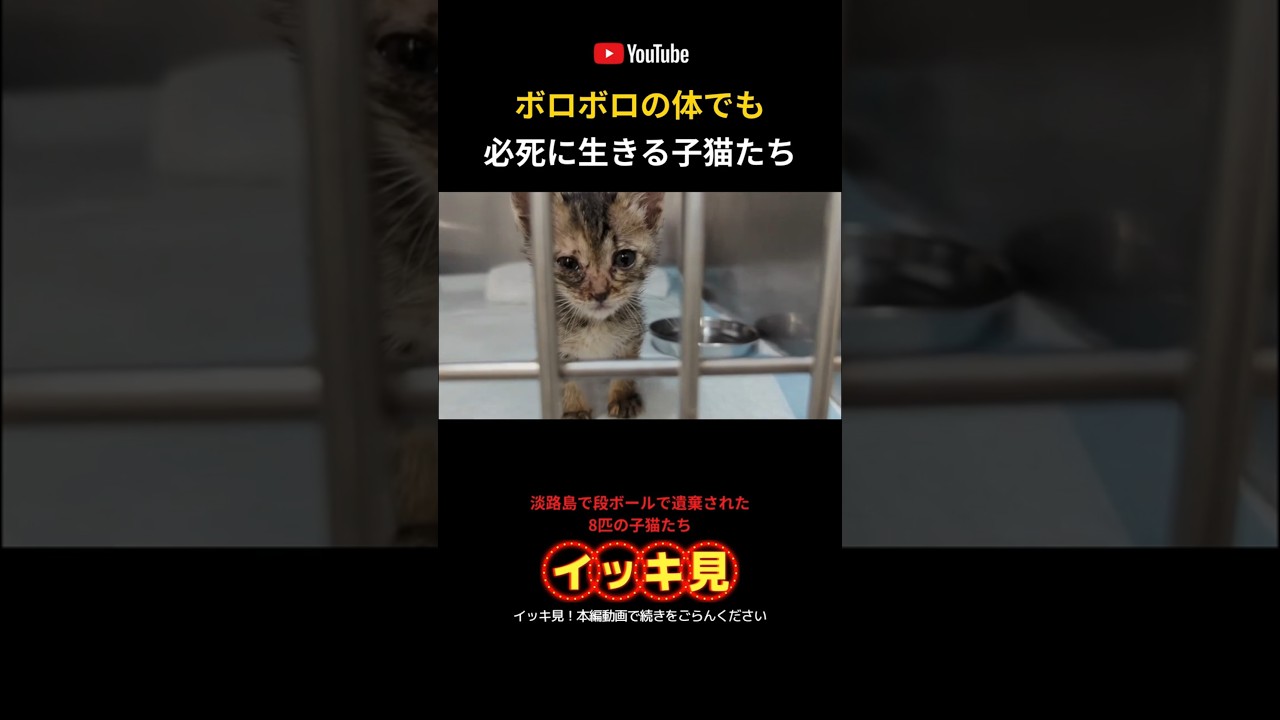 段ボールで遺棄された子猫たちをイッキ見！予告編