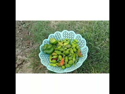 Grow Chilli from seed // grow mirich from seed // Chilli Hervesting // mirich care and Hervesting