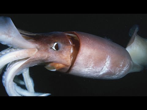 Giant Squid - The Mysterious Animal of the Deep Sea / Documentary