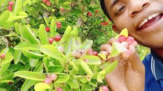 Download lagu A strange but efficacious fruit mp3