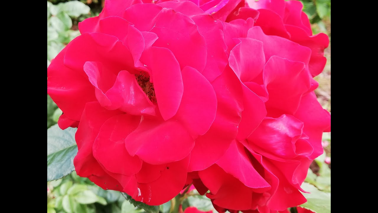 Роза Эль Торо.