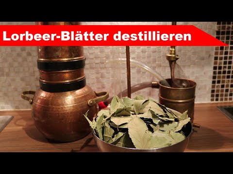 🌷 Lorbeer-Blätter destillieren 🌻 - für diverse Zwecke - ätherisches Öl selber machen - diSTILLed