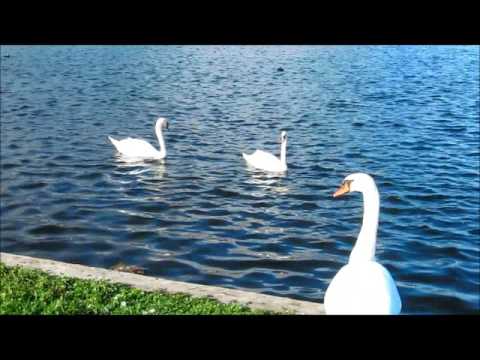 Лебединая песня