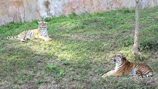 preview picture of video 'Misaki Park Zoo, Osaka Japan DMC-TZ7(ZS3) AVCHD Lite'