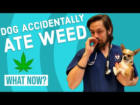 YouTube video about: How to get a dog unstoned at home?