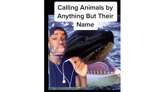 Calling Animals Anything But Their Names (Mndiaye_97 Part 1-6)