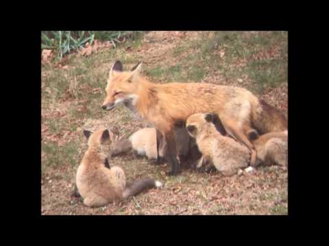 Vixen Screech - What Fox Screams (Mating Calls) Sound Like