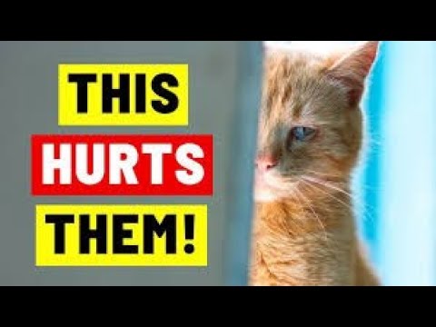 16 Things That Emotionally HURT a Cat (Be Careful)