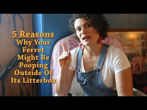 YouTube video about: How often do ferrets poop?