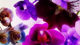 Video Igual Que Un Ángel  de Peso Pluma