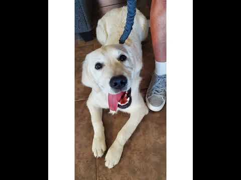 Crystal the Pet Nanny. LLC video.