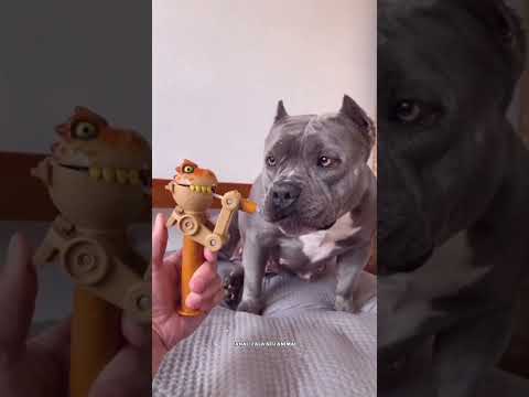 ANIMAIS ENGRAÇADOS  MEU CACHORRO COME TUDO CHECK #shorts #viral #humor