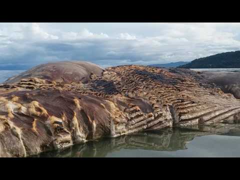 Ikan besar terdampar dihulung, desa iha. Maluku