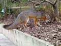 Foxy