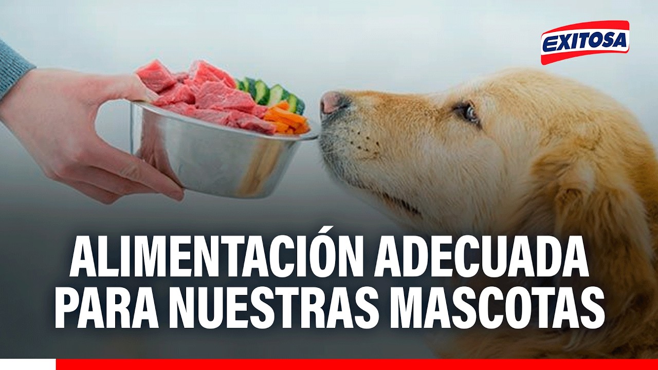 🔴🔵 Alimentación para mascotas: Errores que debemos evitar