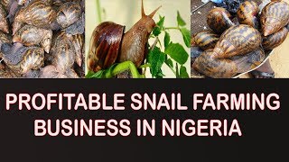 Snail Farming Business in Nigeria