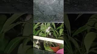 Download lagu awt LA hang ni Tam oi trkejut ibu nk ttp tingkap npk bnda grak bka2 tingkap tgok Tam dlm  pasu cili mp3