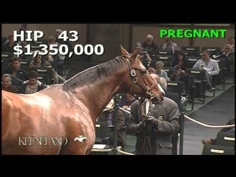 Society Selection-Hip 43