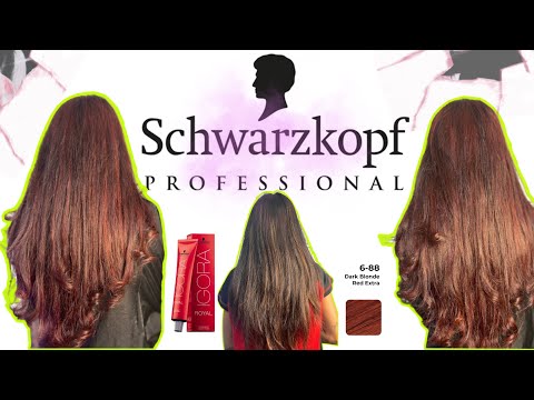 Schwarzkopf Igora 6.88 | Red Blonde Red Extra | Hair Color At Home | Salon Hair Color At Home #color