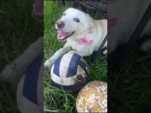 Regalo Zoomy cucciola di 8 mesi tg medio piccola cerca casa 