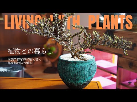 オックスアイ、ゴールデンデイジー 植物