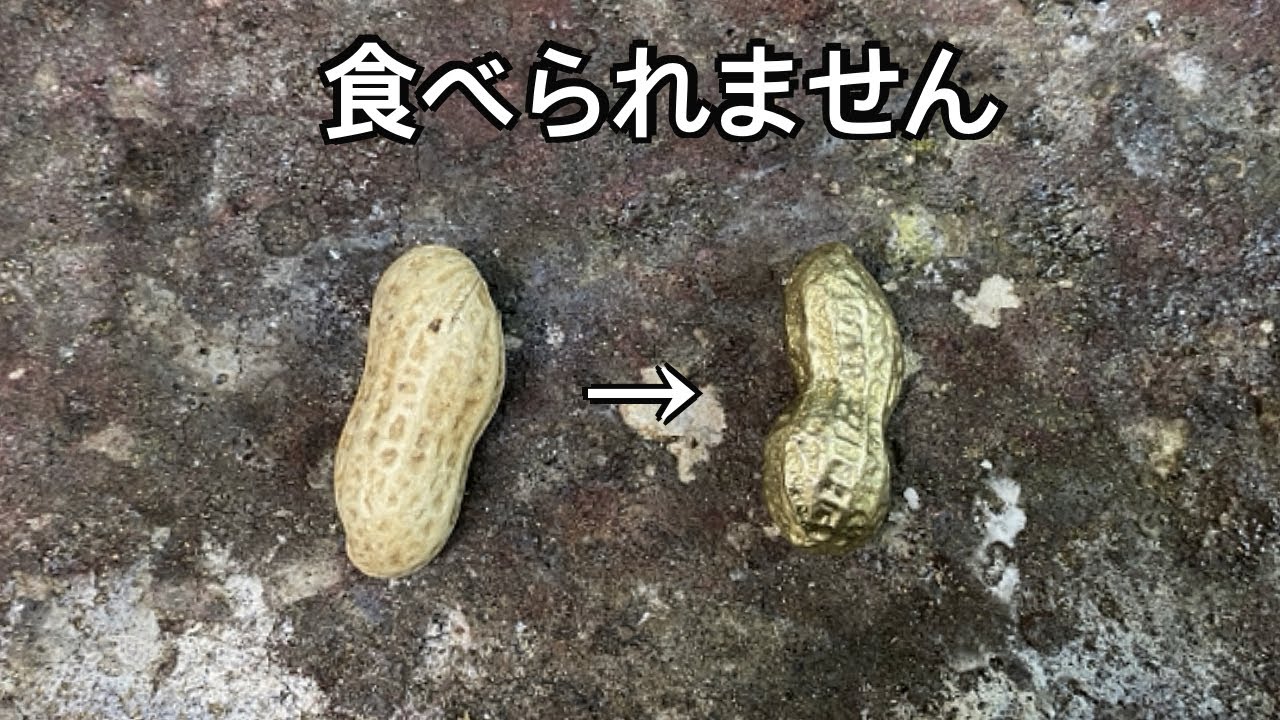 【保存版】自宅でできる？本物の落花生を原型にする砂型鋳造のコツと注意点「彫金技法入門」Peanut Brass Casting」