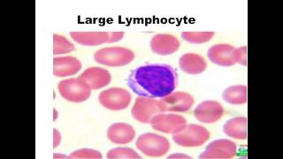 Blood Data Show 2015