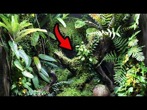 In-Depth Guide to Vivarium Plants for Beginners