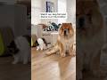 Our Chow Chow Farts And Blames It On His Cat Brother