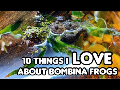 10 Things I Love About Fire Bellied Toads & Yellow Bellied Toads