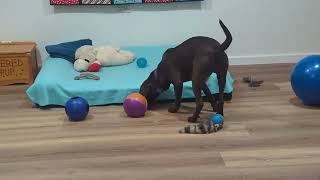 Video preview image #1 Chocolate Labrador retriever-Unknown Mix Puppy For Sale in Cookeville, TN, USA