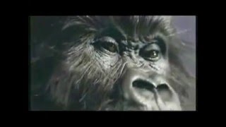 Phil Collins"Cadbury Gorilla Advert"Extended with lyrics