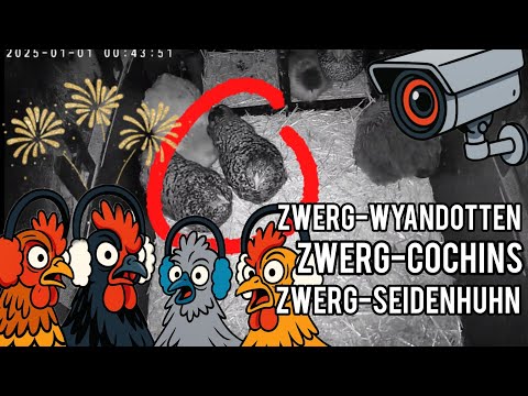 Wie reagieren Hühner auf Feuerwerk?😱 || Hühner im Garten halten #22