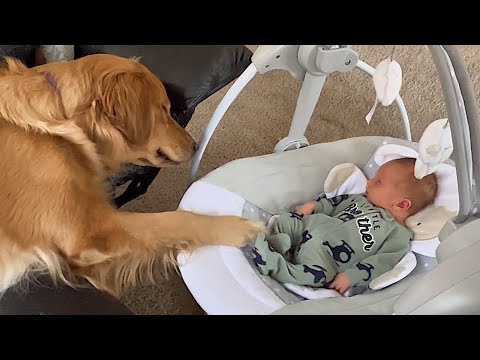 La dévotion inébranlable d'un golden retriever à l'égard d'un petit ami chien mignon et humain