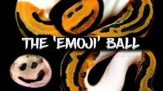 How to Make an &#39;Emoji&#39; Ball Python