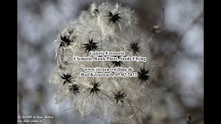 Galerie Fotoserie Clematis, Rank Plant, Seeds Flying