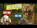 Maharastra ! Goats Will Be Released In Forest For Leopards ! Goat Grazing vs Deer Grazing | Podcast DEFAULT Thumbnail