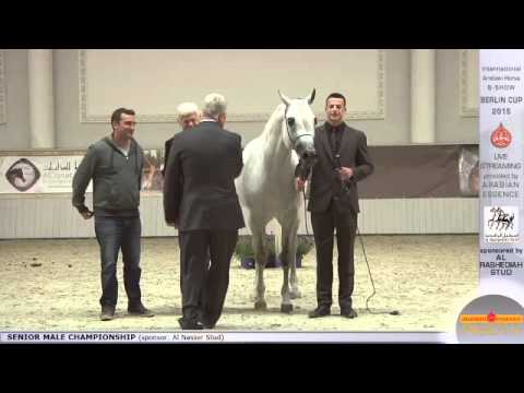 Second place Berlin Cup Werder 2015 - Senior Stallion Championship (Class 20) - N.52 AL MILAN