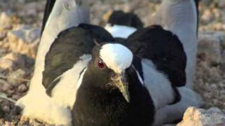 Little Lapwing Music Video