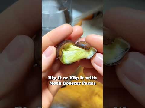 Rip It or Flip It with Moth Booster Packs